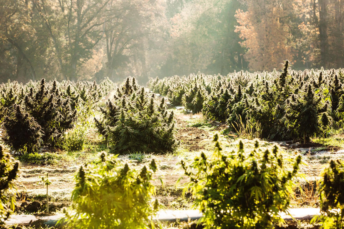 4 Things You Should Know About USA Hemp