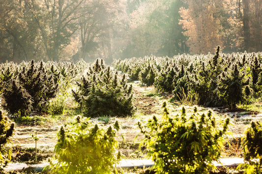 4 Things You Should Know About USA Hemp