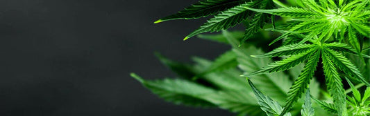 What Does CBD Stand For, And What Does it Do?
