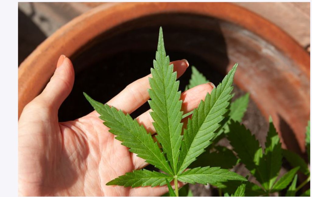 What Exactly is Delta 8? Does delta 8 get you high?