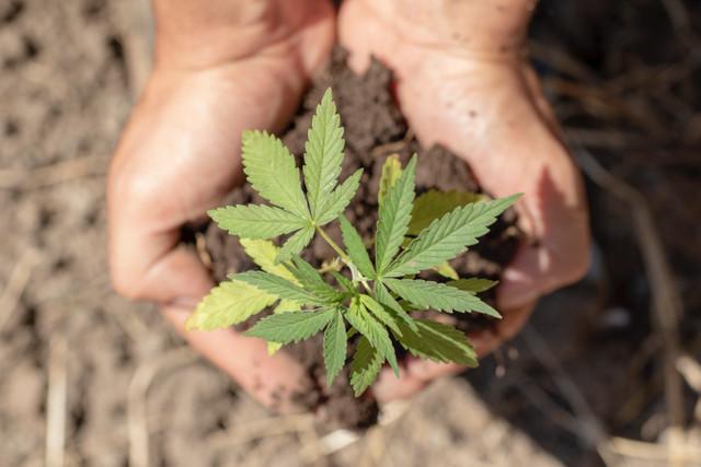 The Early History of CBD