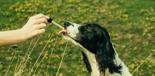 How to Use CBD Oil for Dogs: Here’s Everything You Need to Know